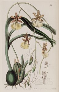 Oncidium graminifolium by Miss Drake
